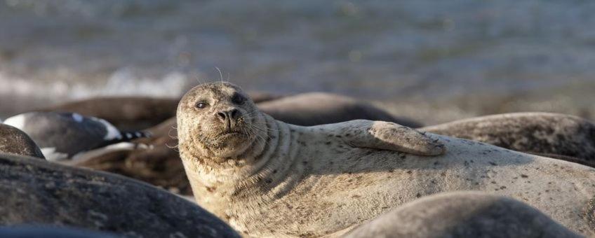 Camping Wad Noch Meer Anna Paulowna Zewnętrze zdjęcie