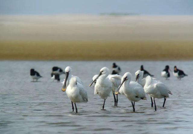Camping Wad Noch Meer Anna Paulowna Zewnętrze zdjęcie